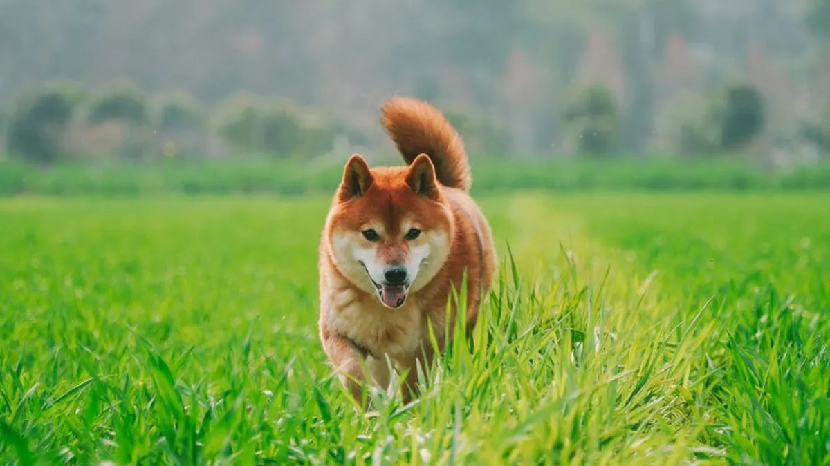 A playful Shiba Inu runs through a vibrant green field, showcasing its energetic nature.