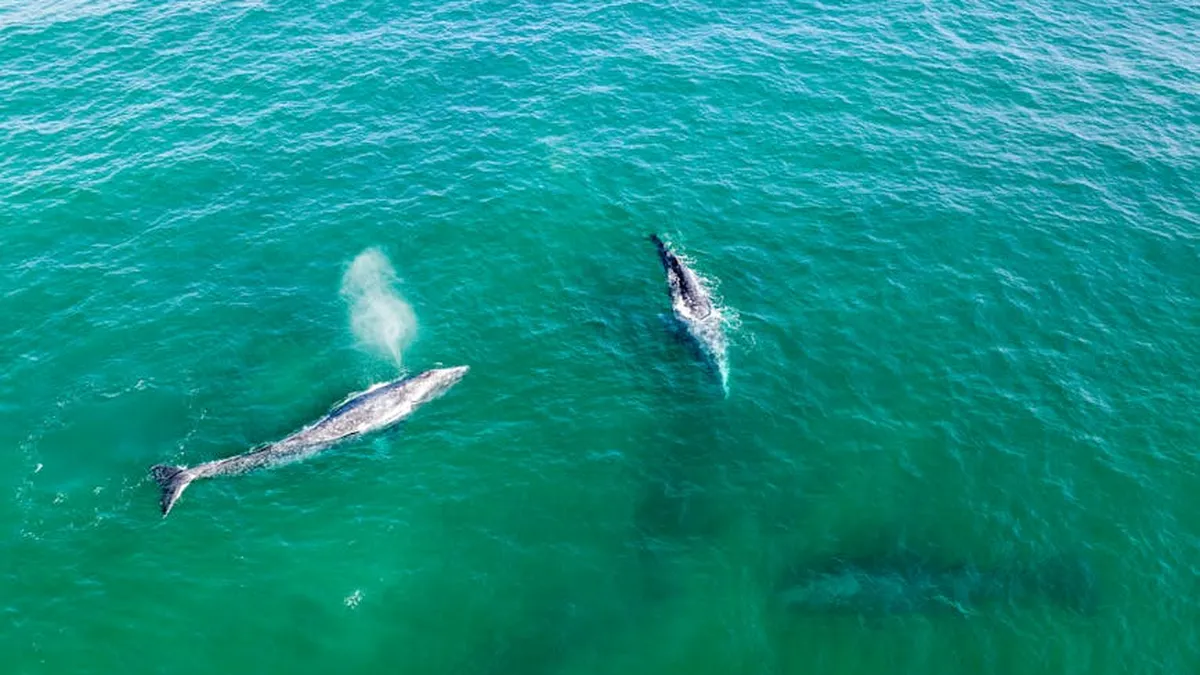 Aerial shot of gray whales swimming in turquoise waters off Todos Santos, Mexico.
